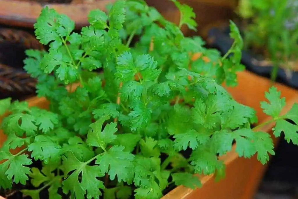 How to Grow Cilantro in Pots Step by Step Hort Zone