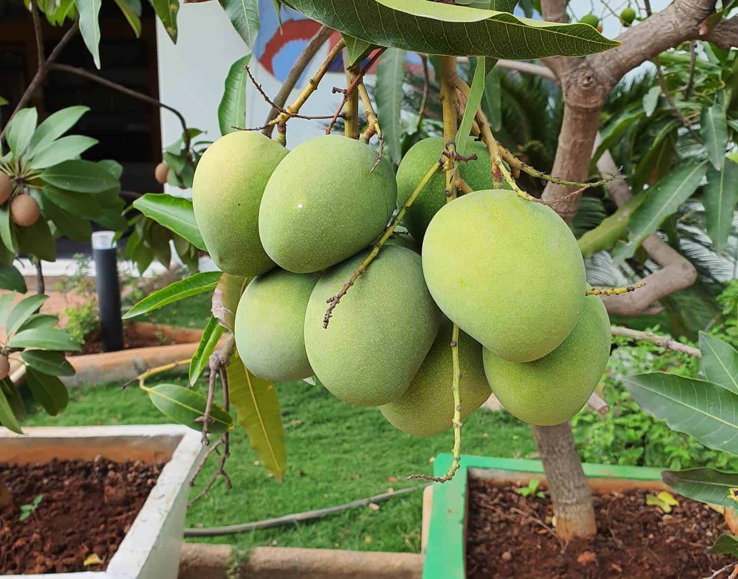 How to Grow Mango From Seed – Step by Step