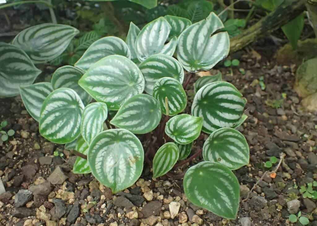 Watermelon begonia - Peperomia argyreia - growing and flourishing outdoors
