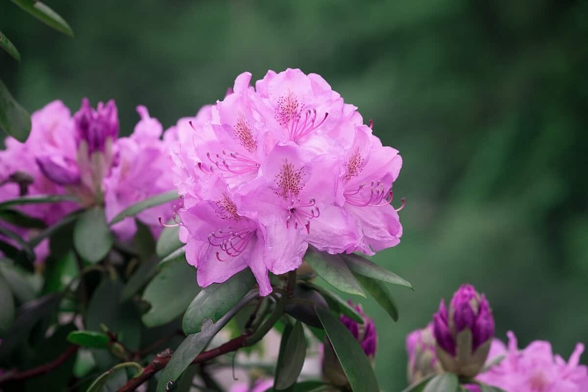 Acid Loving Plants - Rhododendrons