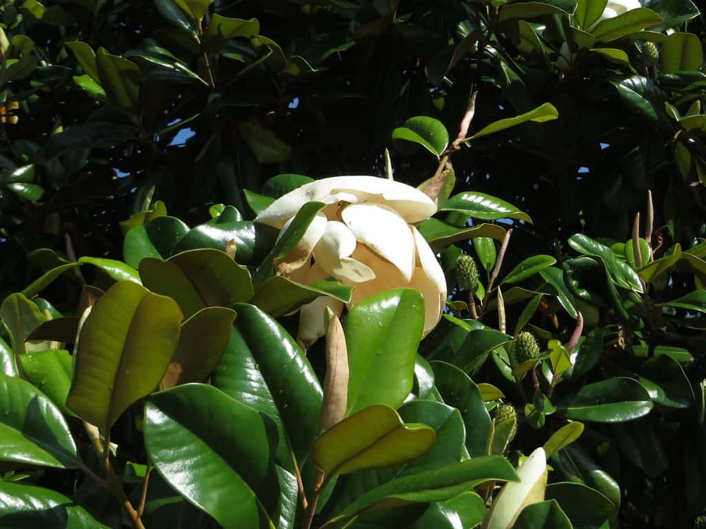 Magnolia tree