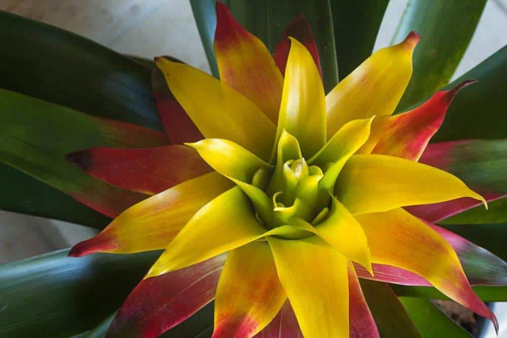 Bromeliads