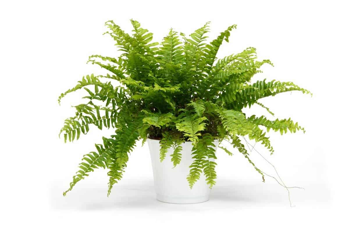 Ferns