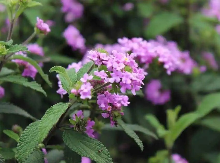 Lantana blooms