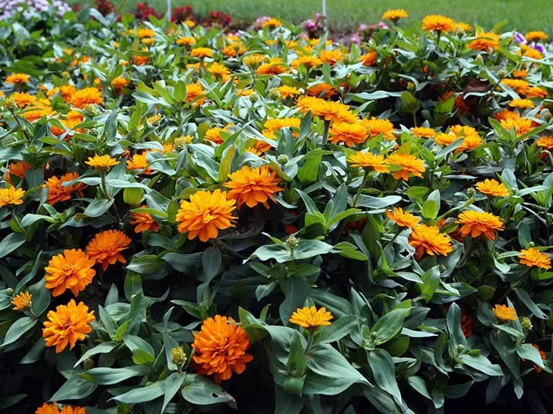 Zinnia double zahara