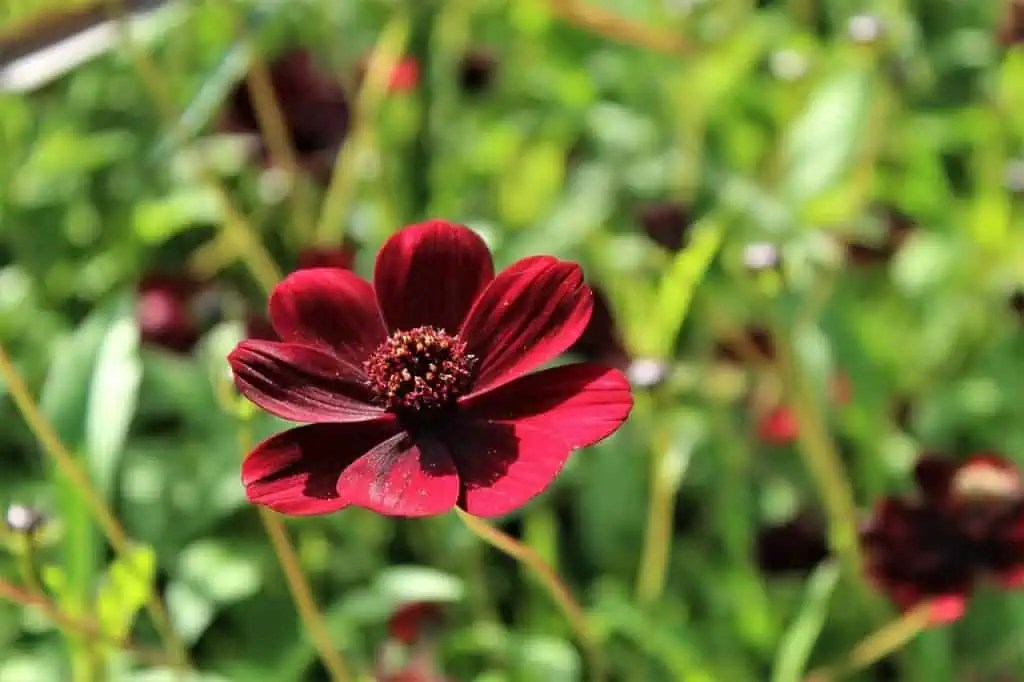chocolate cosmos