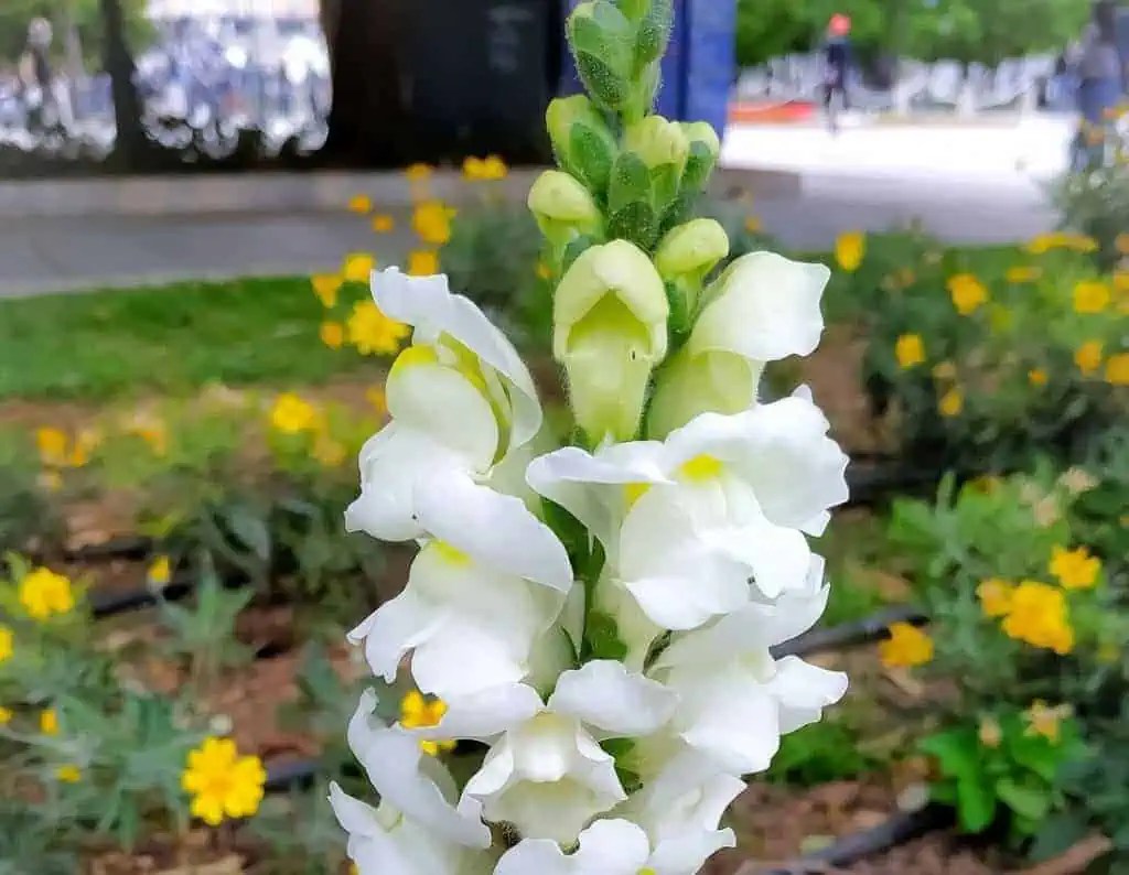 Snapdragon flowering