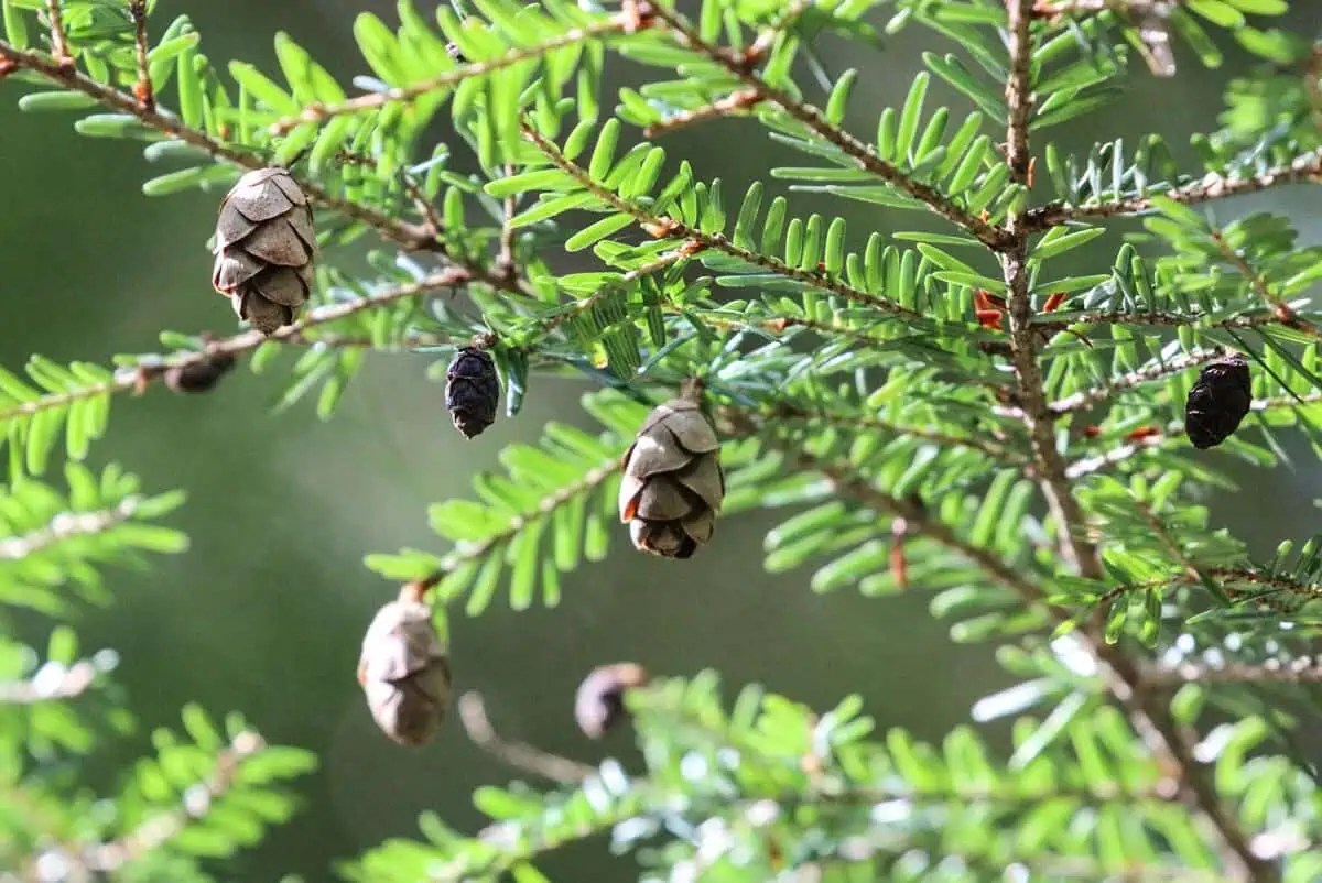 trees that grow in shade - Eastern Hemlock - Tsuga canadensis