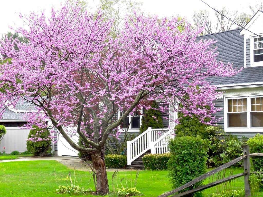Eastern Redbud