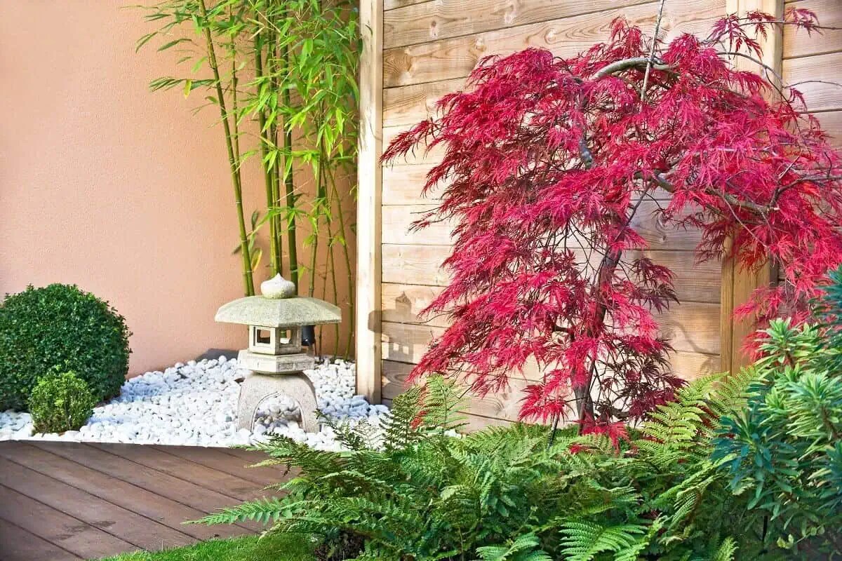 Japanese Maple Tree - Acer palmatum