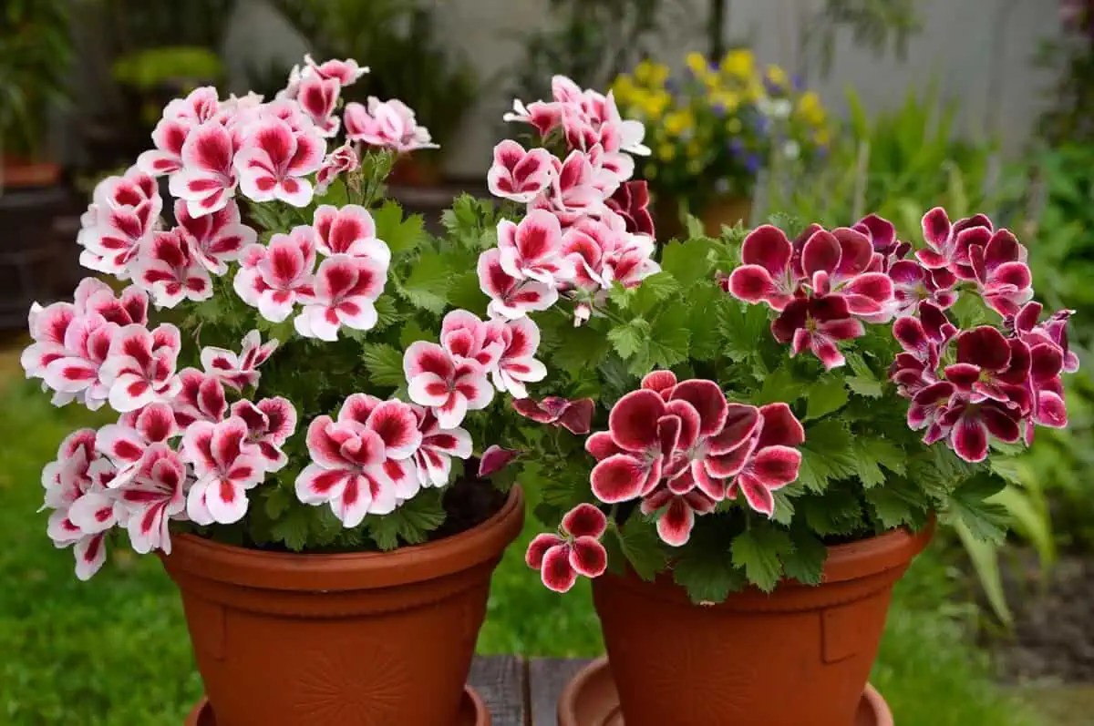 Colorful geraniums