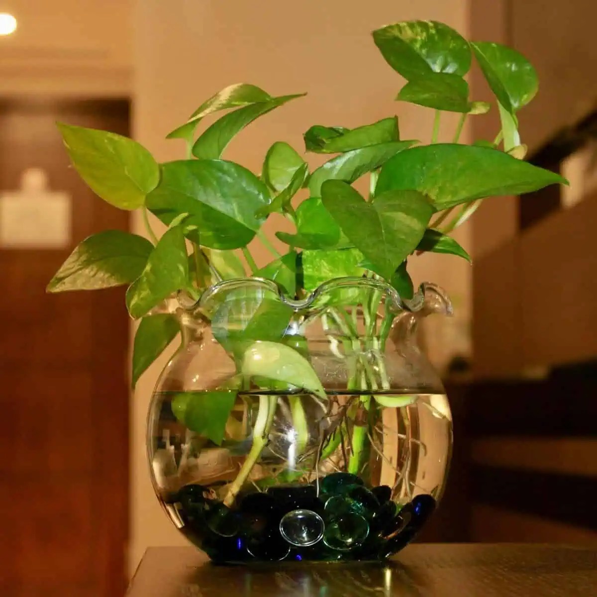 Golden pothos growing in water