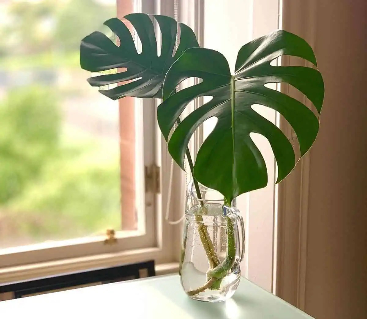 Mini monstera in a water jar