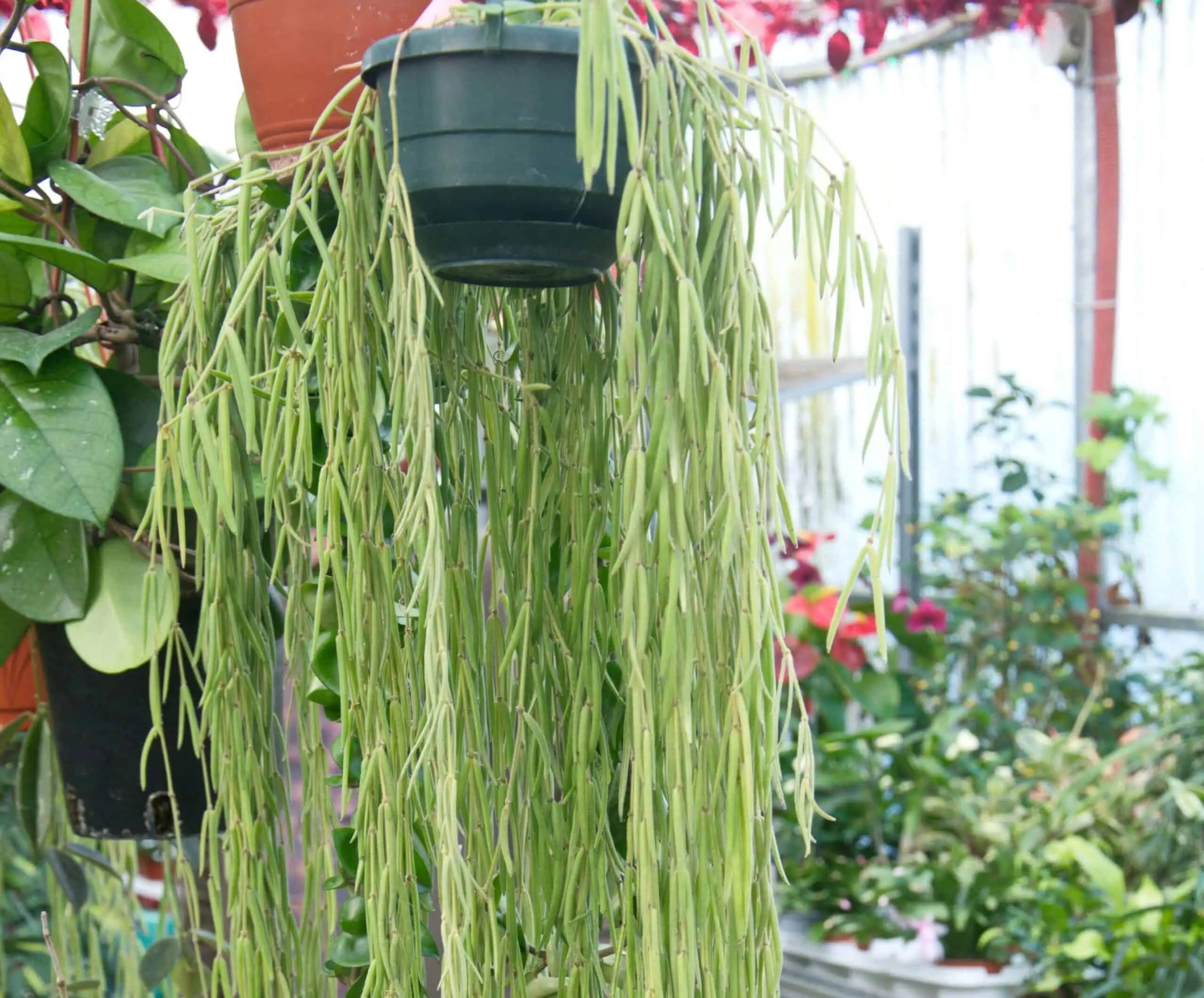 Linear Porcelain Plant - Hoya linearis