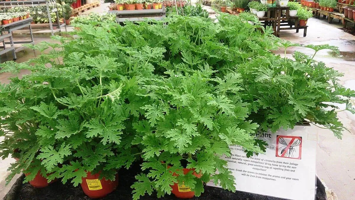 Citronella or Mosquito Plant