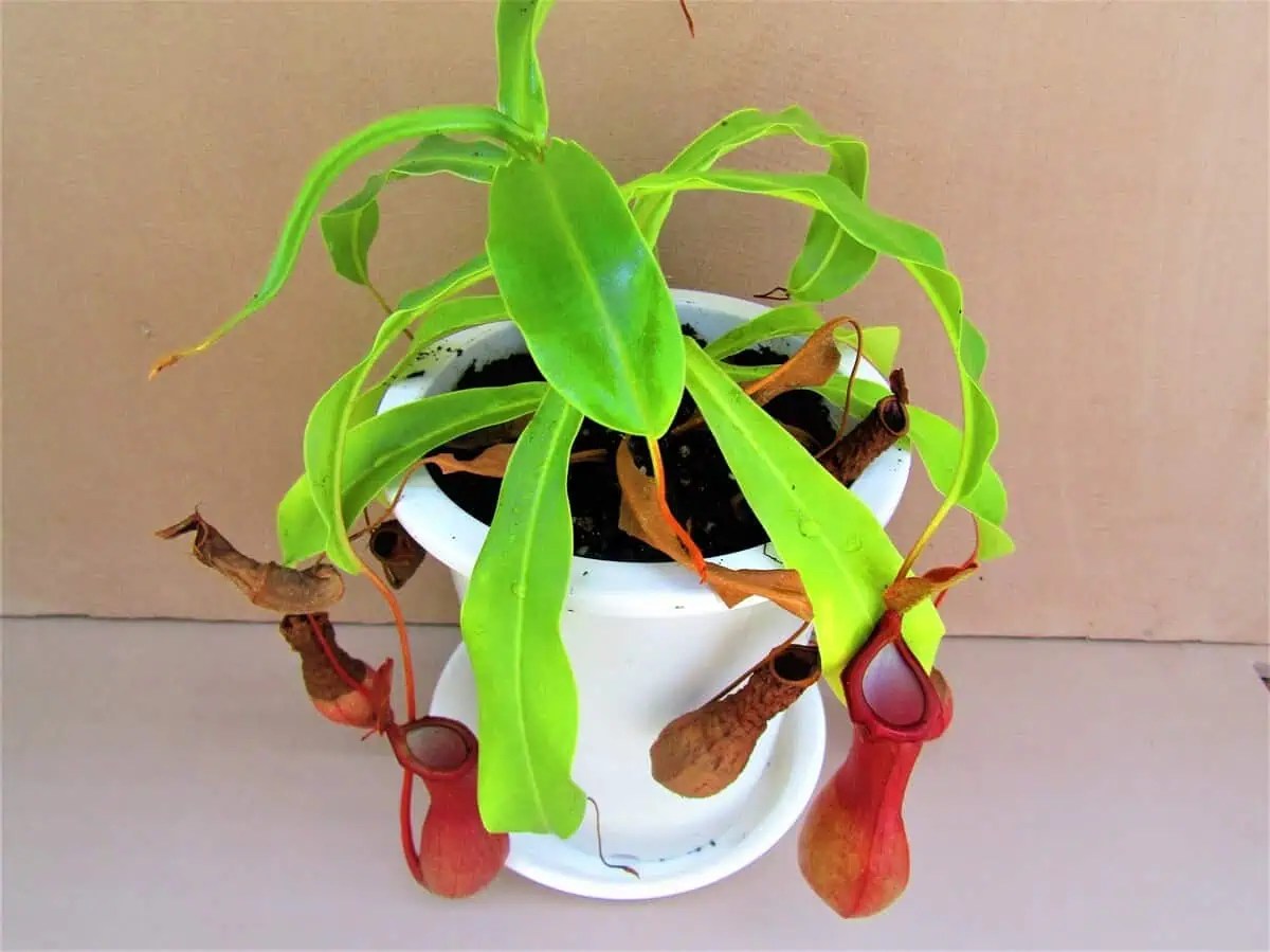 Common Pitcher Plant in a Pot