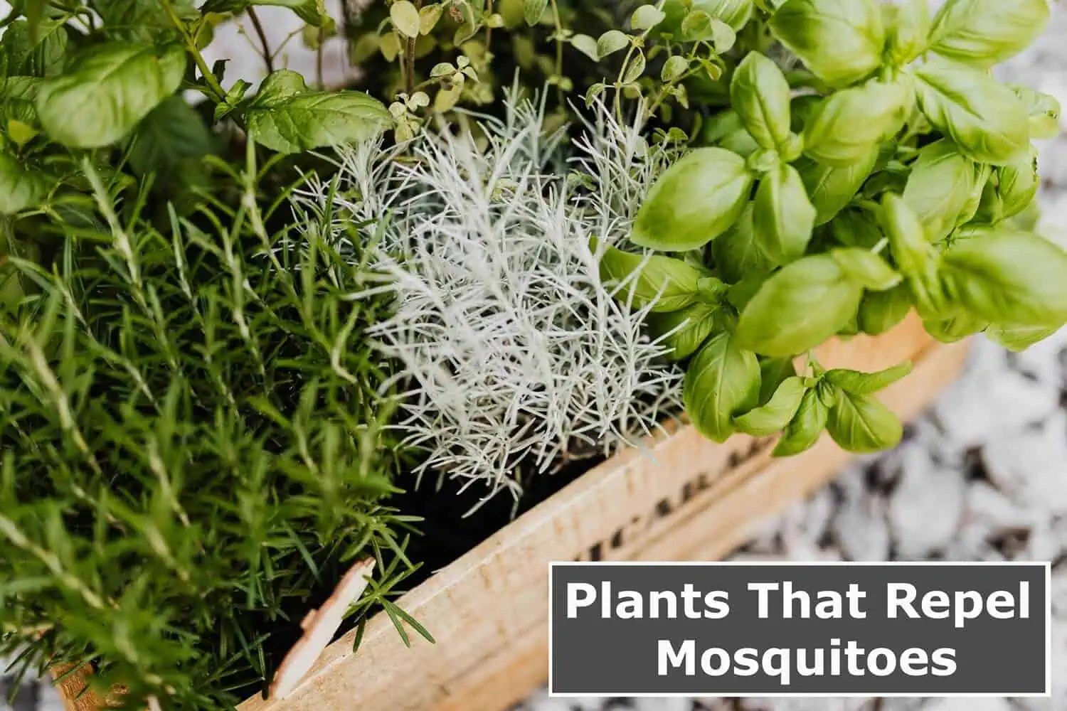Plants that Repel Mosquitoes Featured