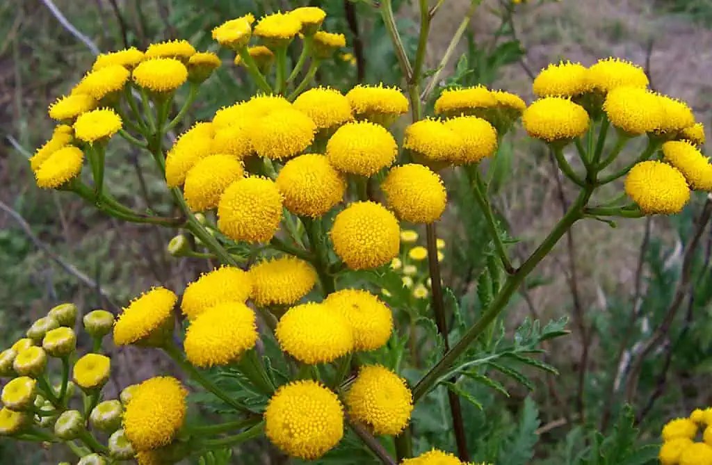 Yellow Flowering Tansy