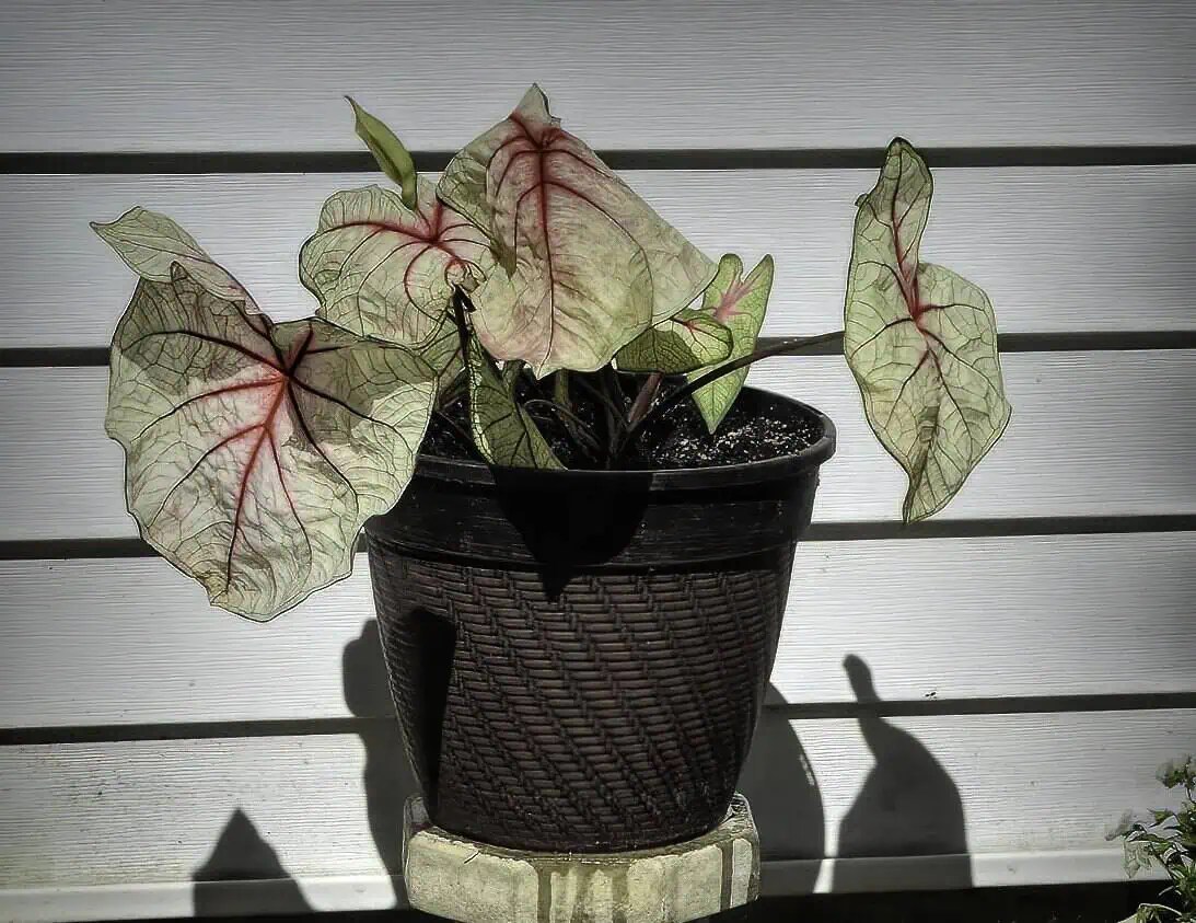 Caladium