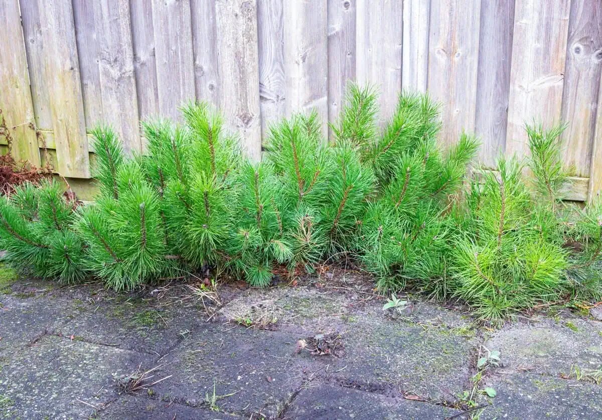 Dwarf mugo pine