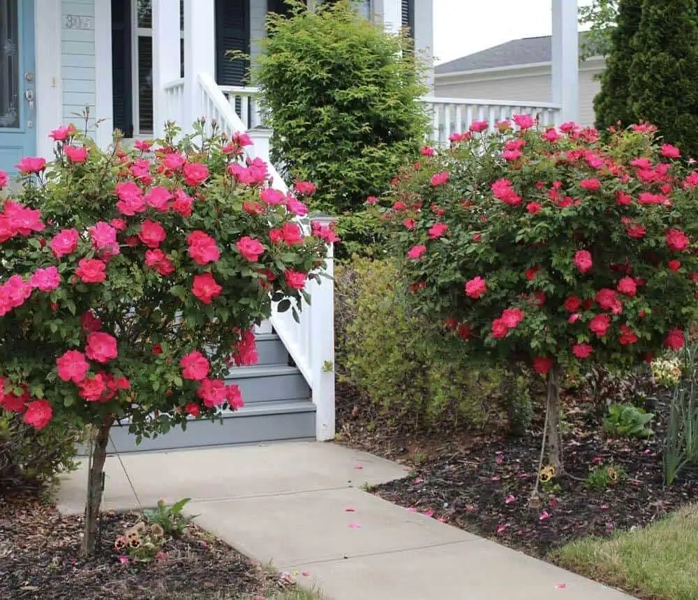 Knockout red rose trees