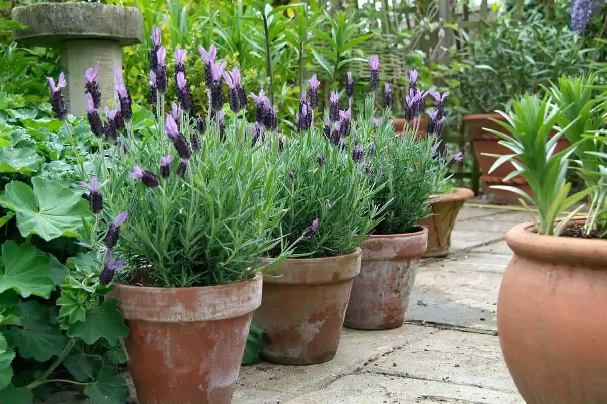 Lavender in Pots