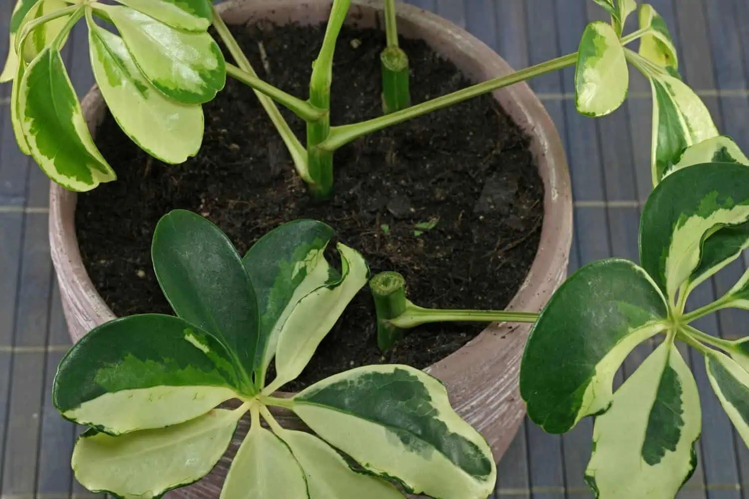 Propagating Schefflera Plant in Soil