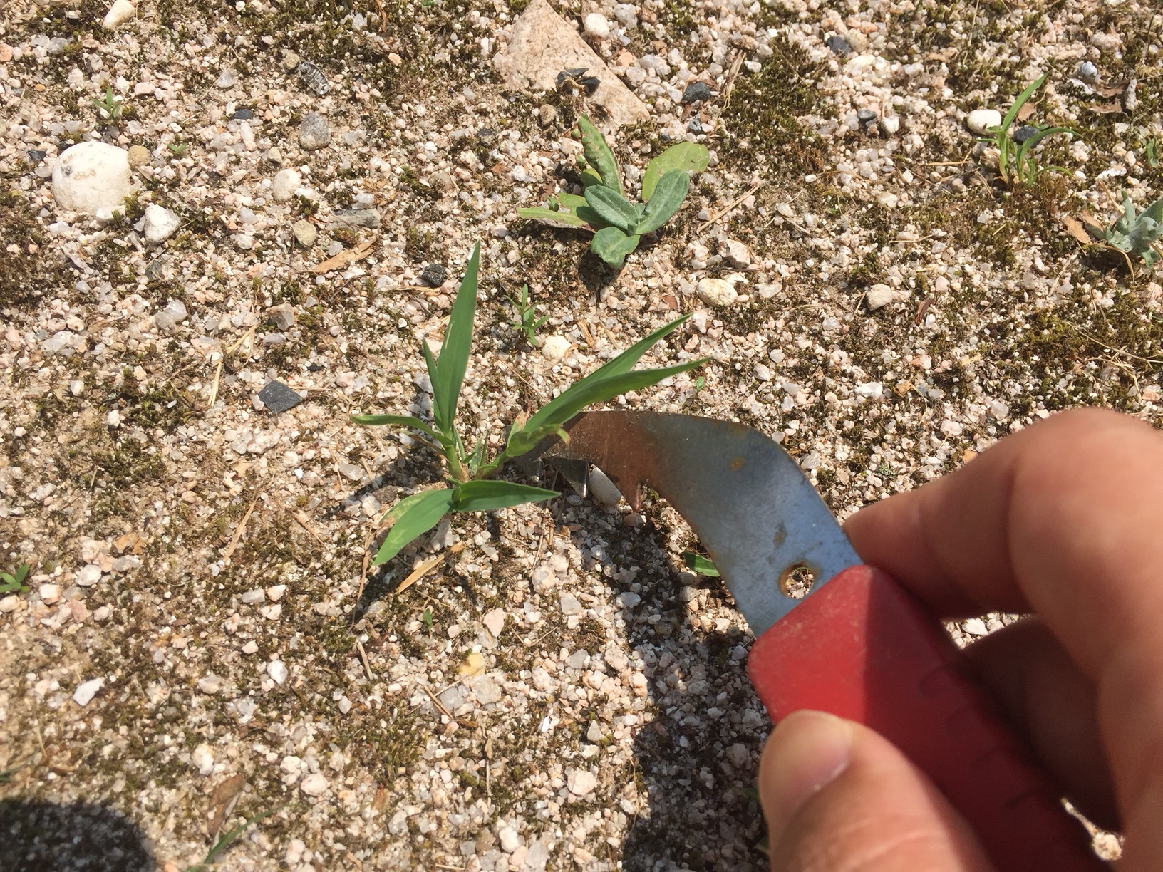 100均で買える園芸用ハサミ3選 使ってみて良かった物をご紹介 100均で買える園芸用ハサミ3選 使ってみて良かった物をご紹介