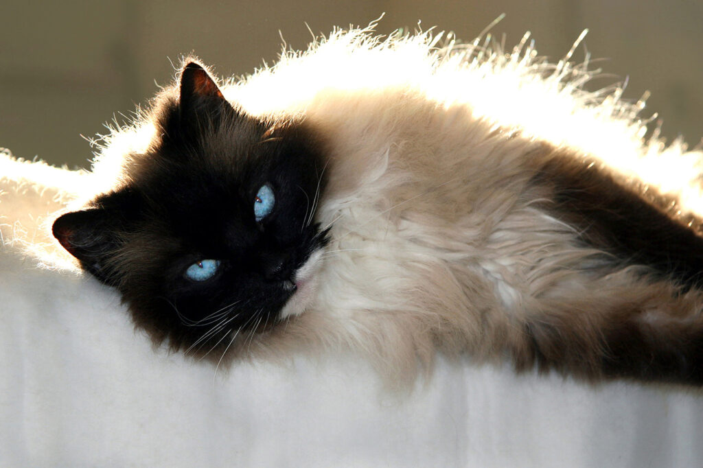 Ragdoll Cat Hypertrophic Cardiomyopathy (HCM) Veterinary