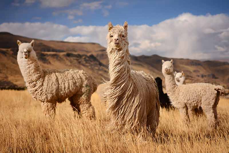 Alpaca garn Sådan strikker du med Alpaka garn Stort udvalg