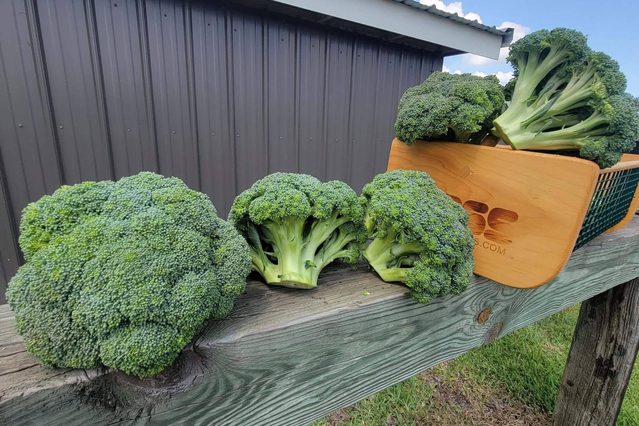 Godzilla Broccoli Hoss Tools