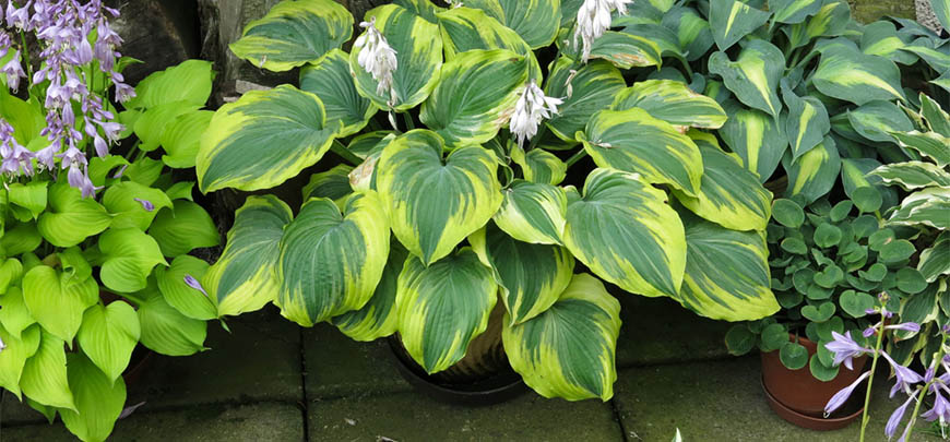 Funkien Pflanzen Blumentöpf Hosta Standort, Stauden Sorten
