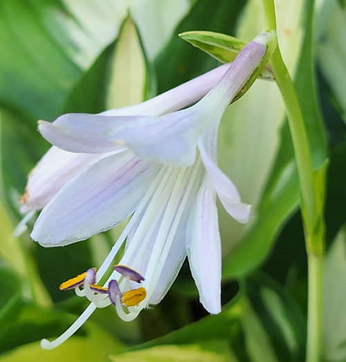 Hosta Christmas Cookies Hosta Photo Library