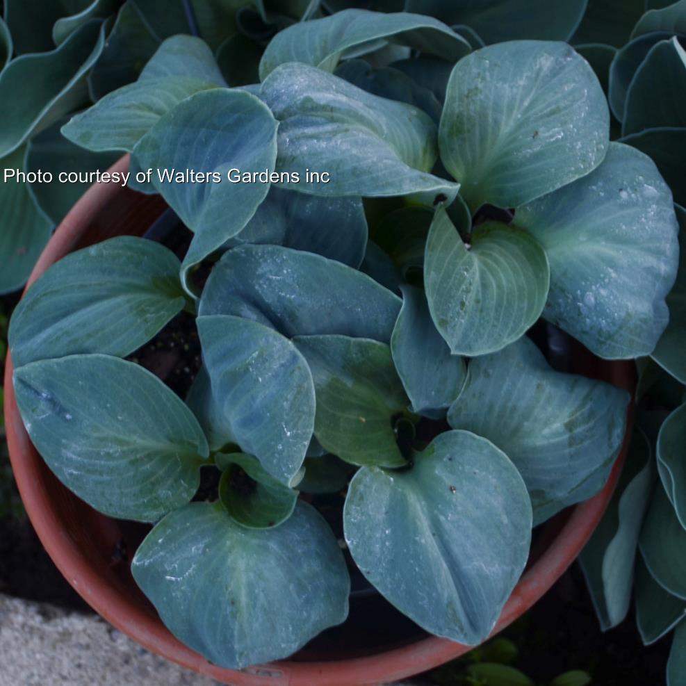 Blue Elf Hosta HostasStore
