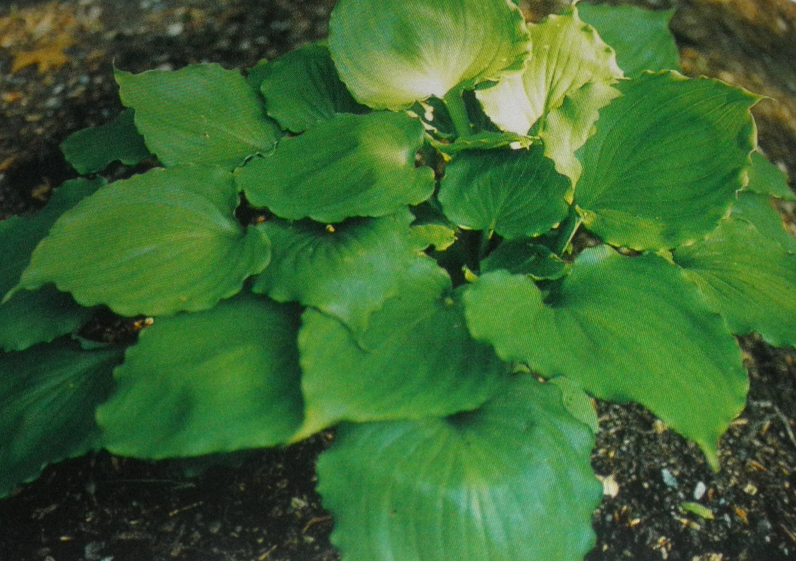 Candy Dish Hosta HostasStore