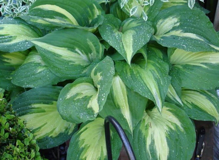 Hosta Christmas Cookies Christmas Candy Hosta