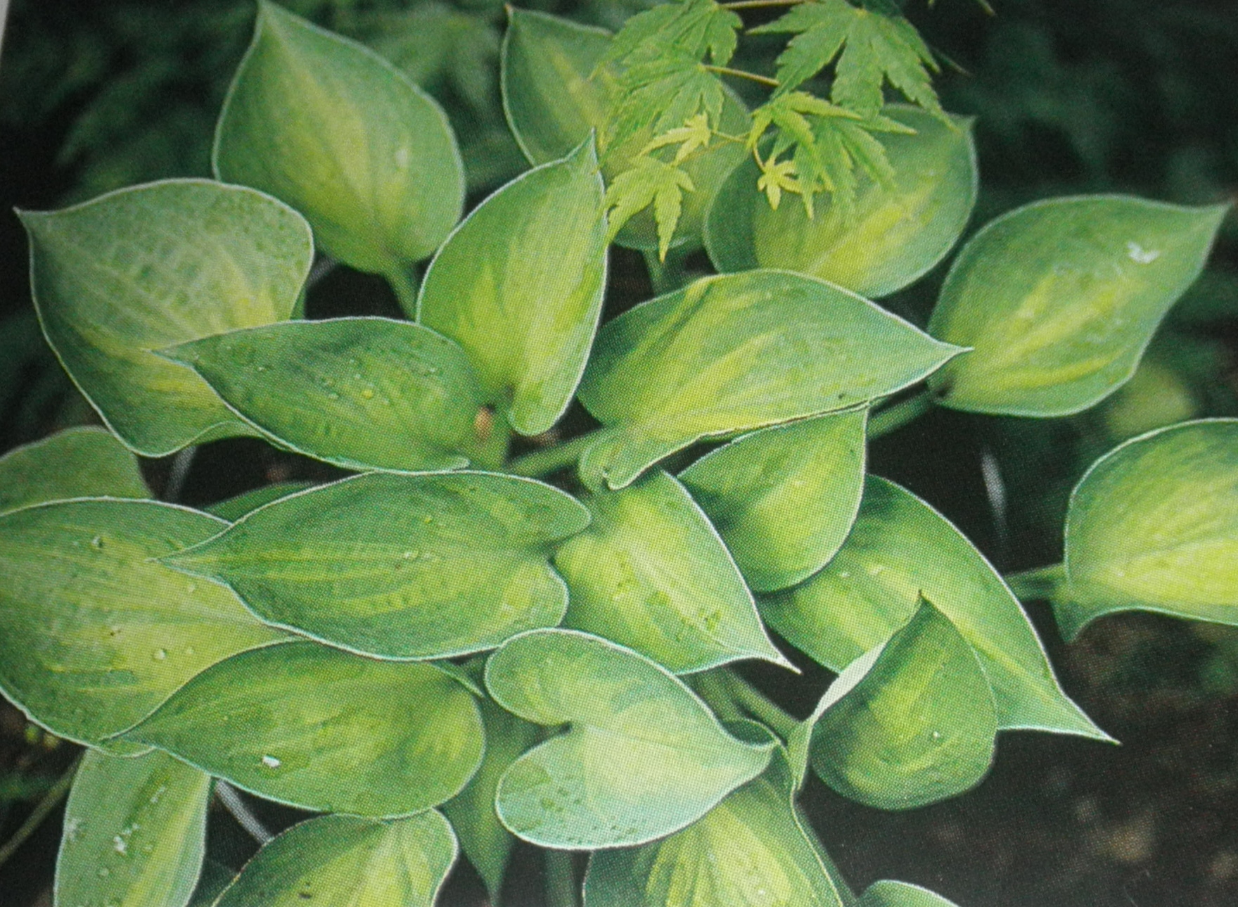 Dinky Donna Hosta HostasStore