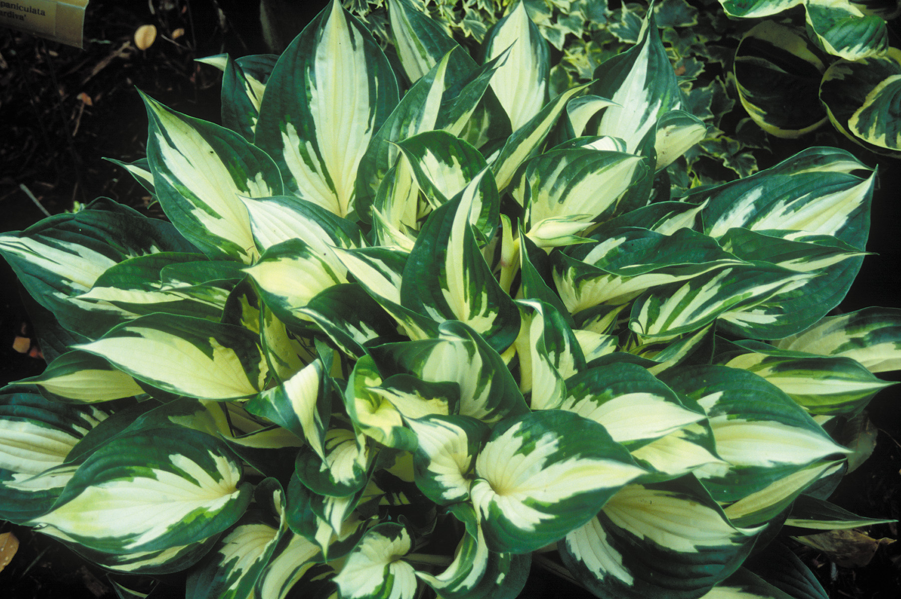 Fire and Ice Hosta HostasStore