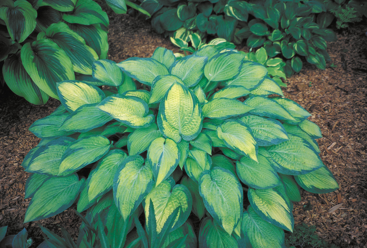 Pauls Glory Hosta HostasStore