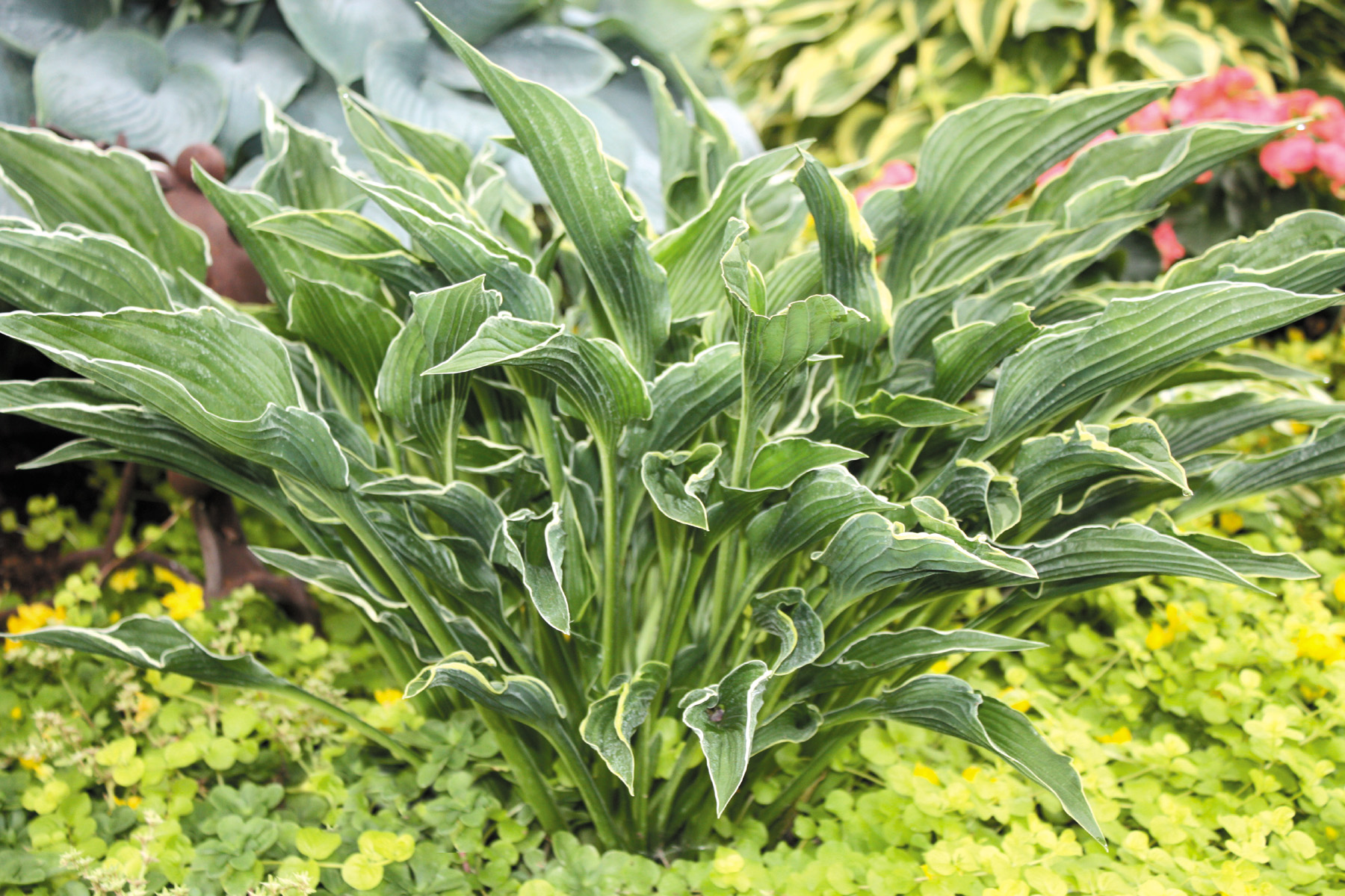 Praying Hands Hosta HostasStore