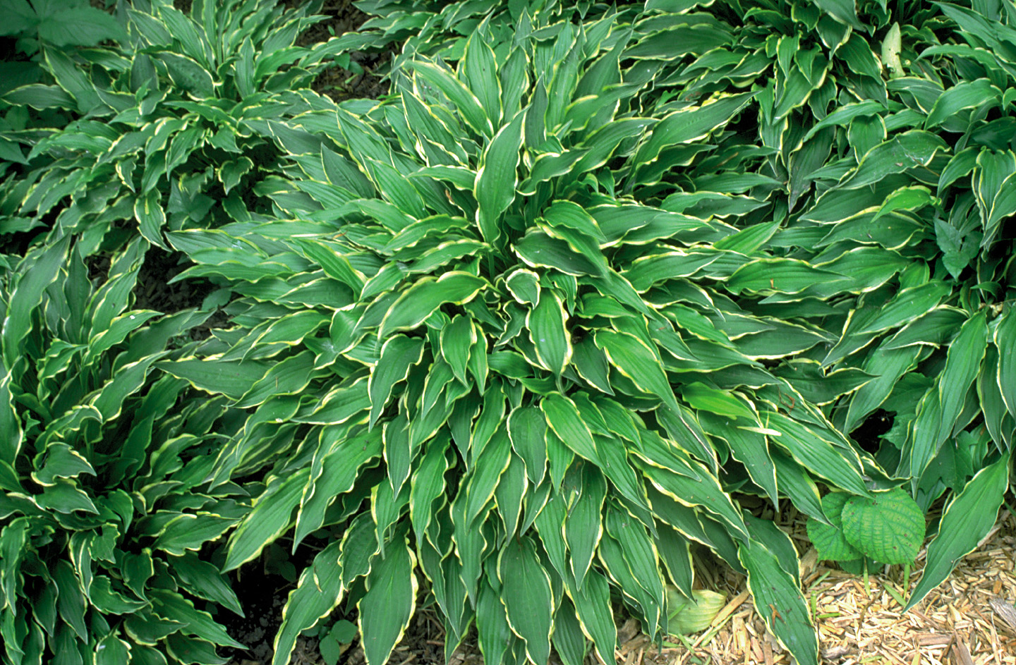 Stiletto Hosta HostasStore