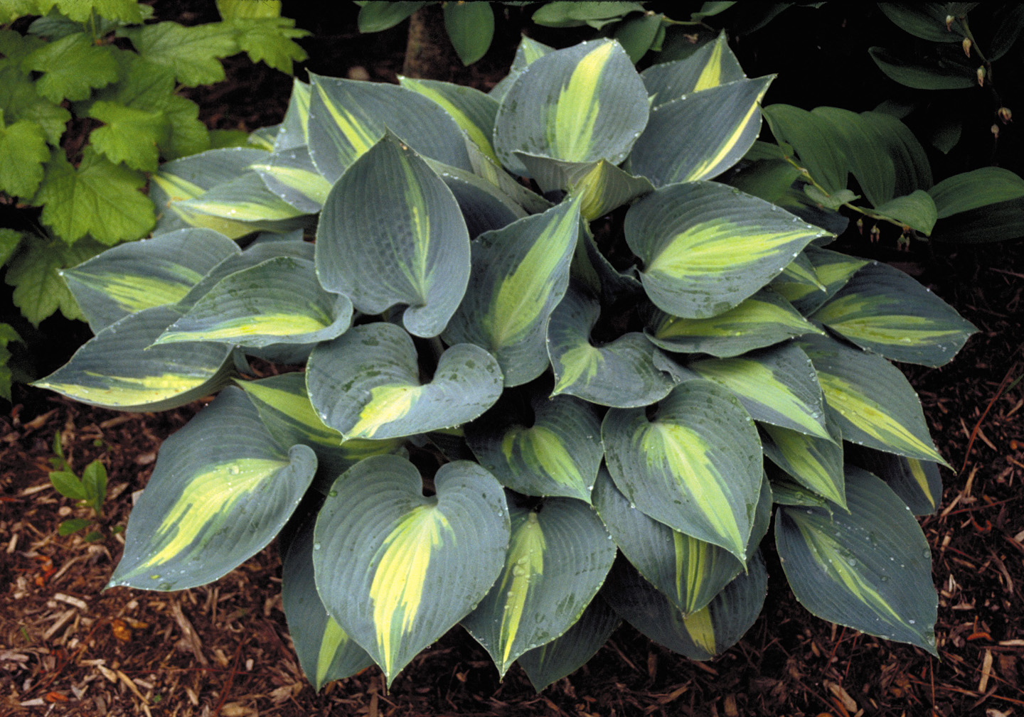 Touch of Class Hosta HostasStore