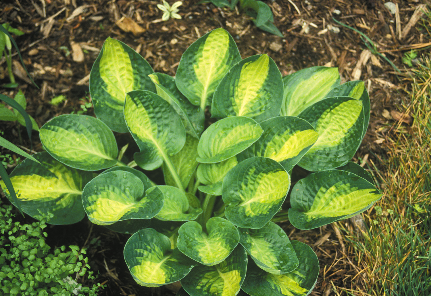 Warwick Comet Hosta HostasStore