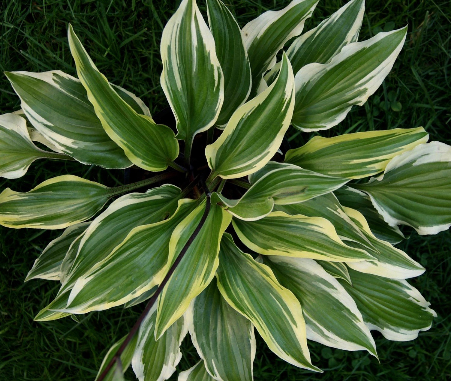 Lady Luck Hosta HostasStore