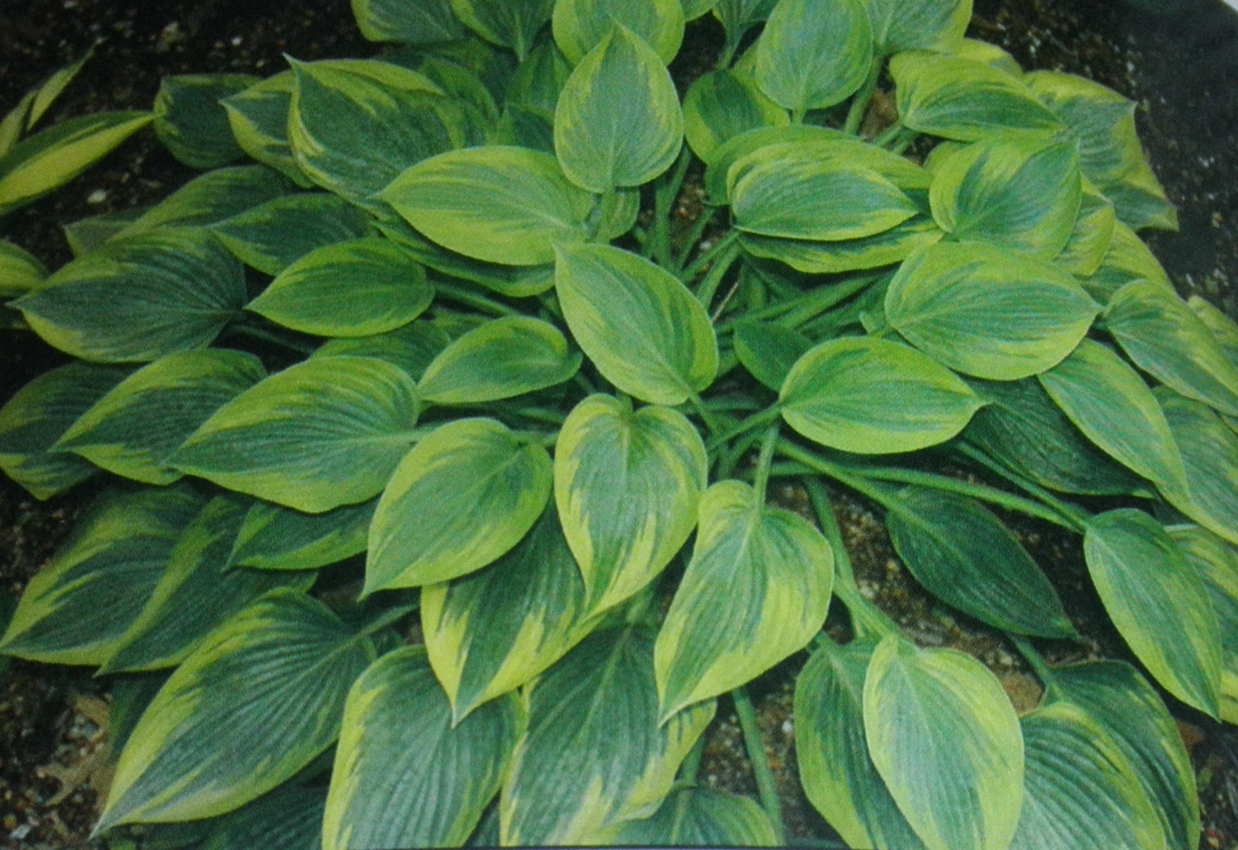 Peace Hosta HostasStore