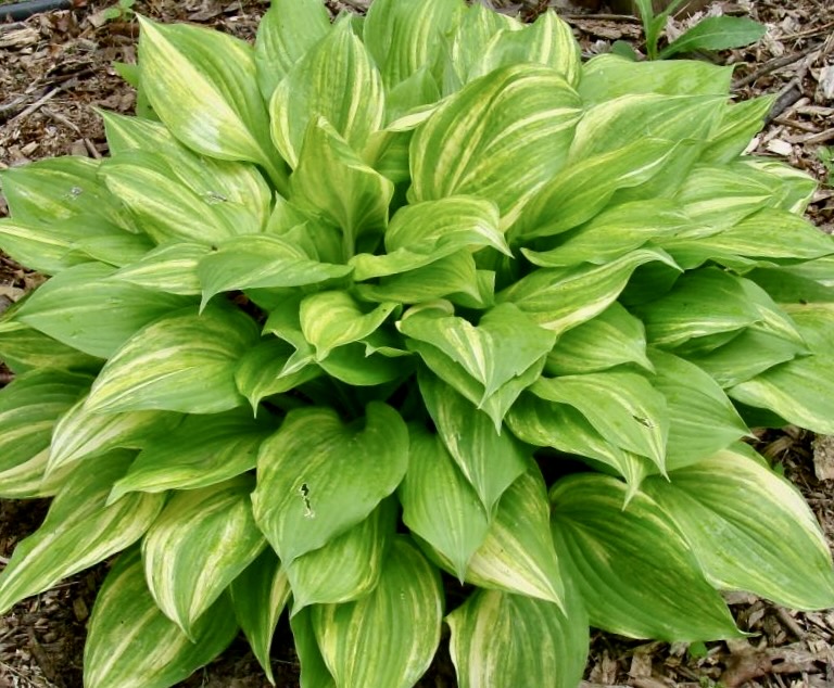Crayons Hosta HostasStore