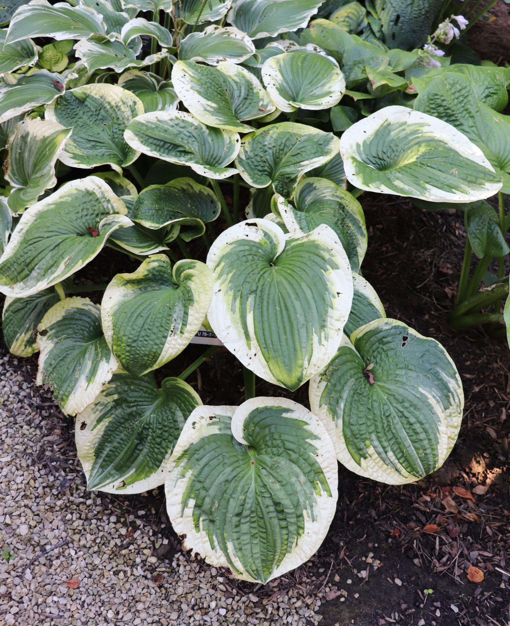 Victory Lap Hosta HostasStore