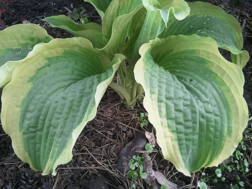 Cape Cod Hosta HostasStore