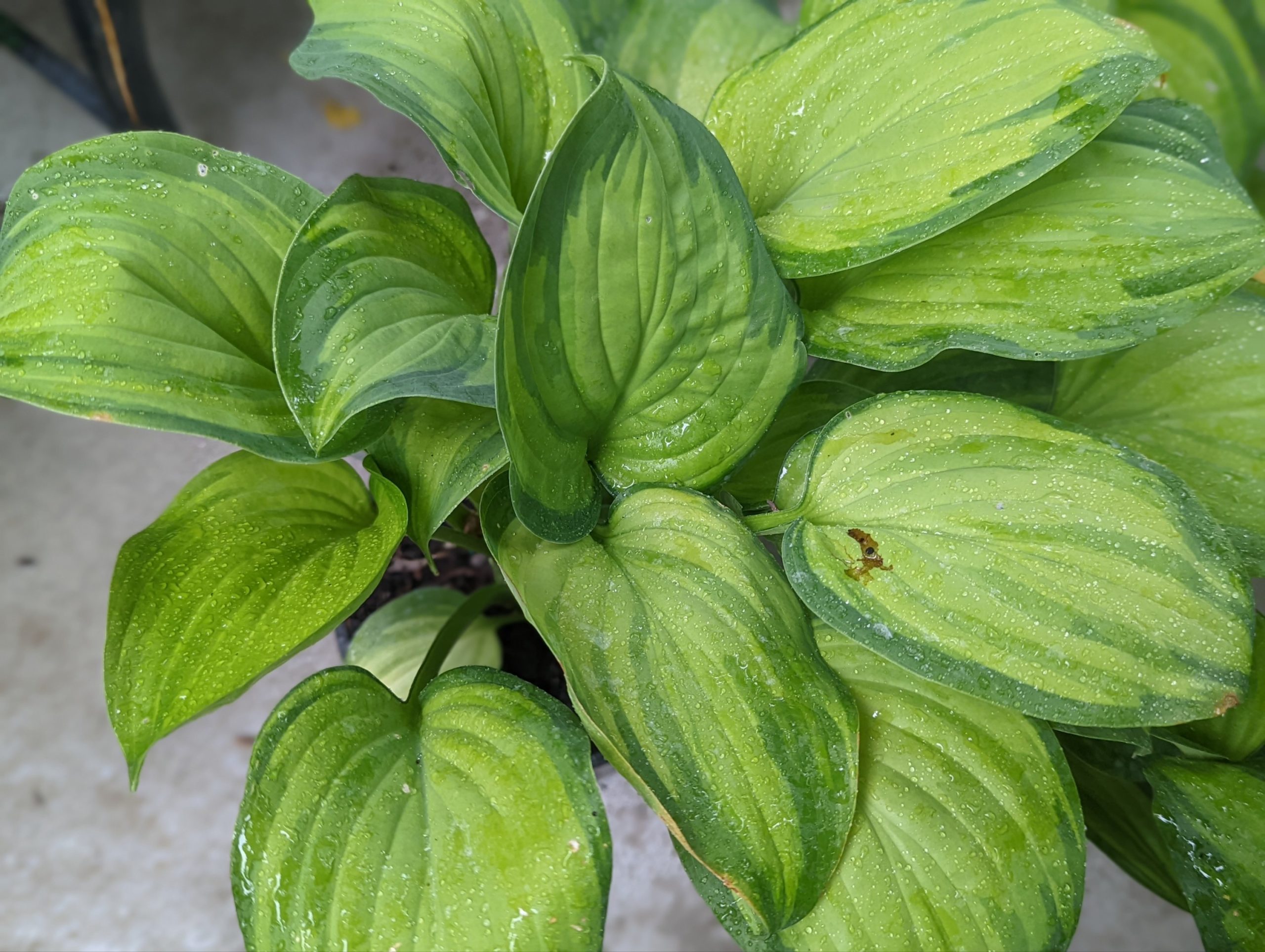 Ambrosia Hostas on the Bluff