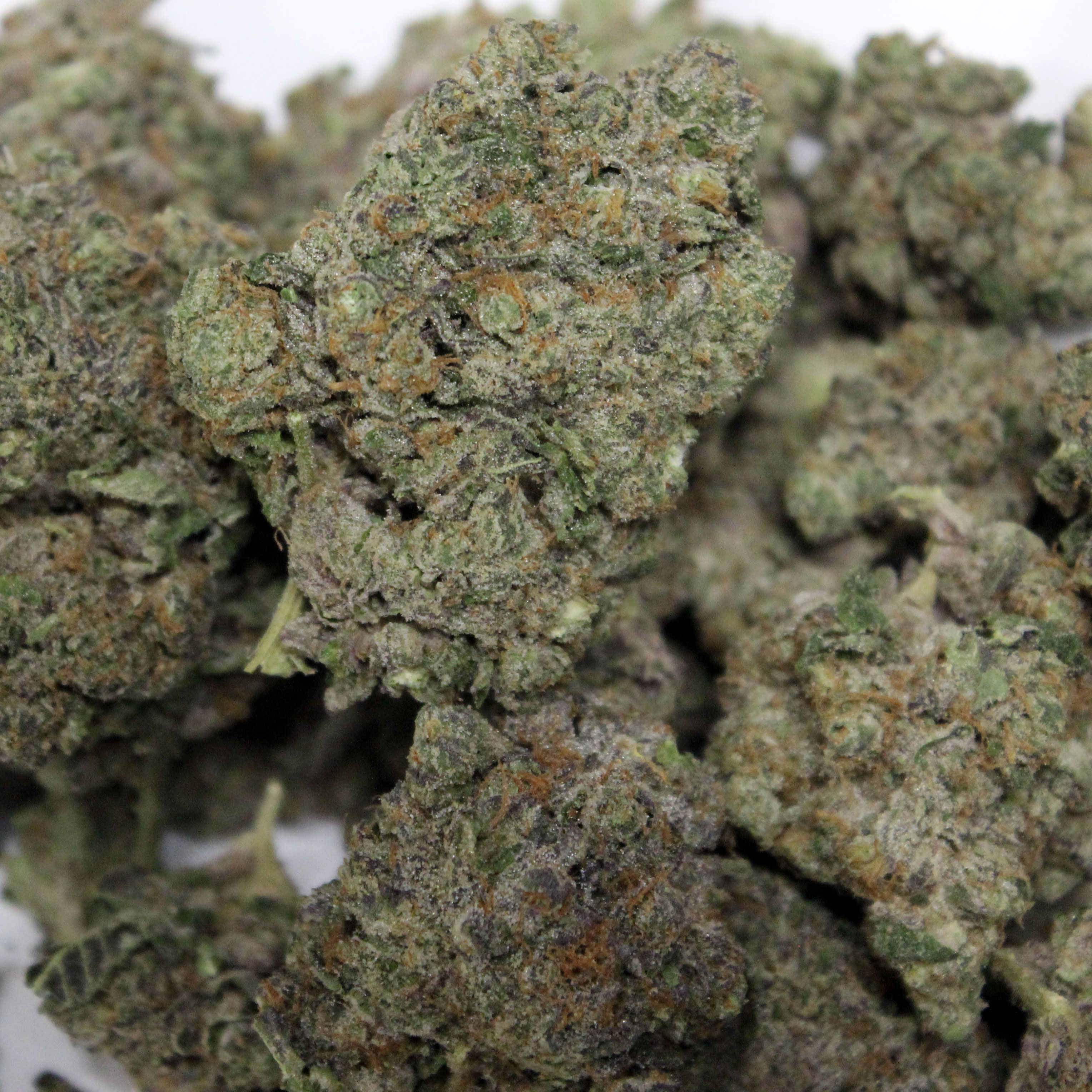 Gelato Cake Grade A+ Flower 1 Lb Host Cannabis Co.